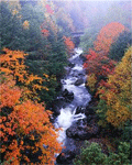 A river runs through a forest with colorful trees.