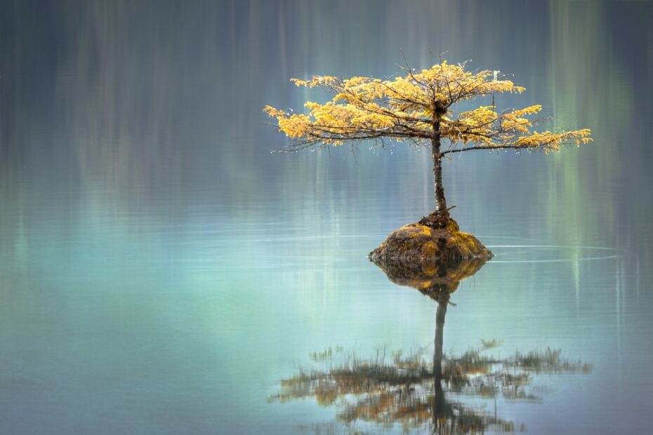 A single tree on a small island in a body of water.